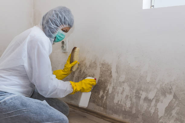 Best Post-Flood Mold Remediation in Wilkesboro, NC