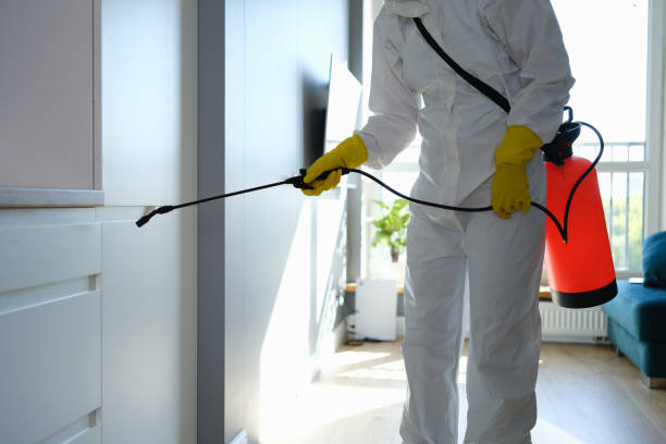 Best White Mold Remediation in Wilkesboro, NC