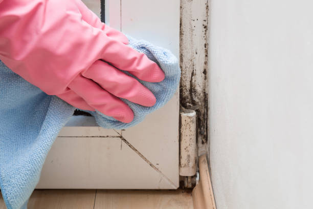 Professional Mold Remediation in Wilkesboro, NC